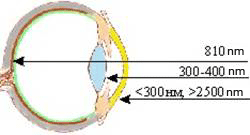 Spectral characteristics of eye tissues