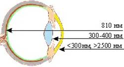 Спектральные характеристики оболочек глаза